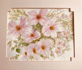 Brenda, Clematis Armandi, colour pencils.jpg